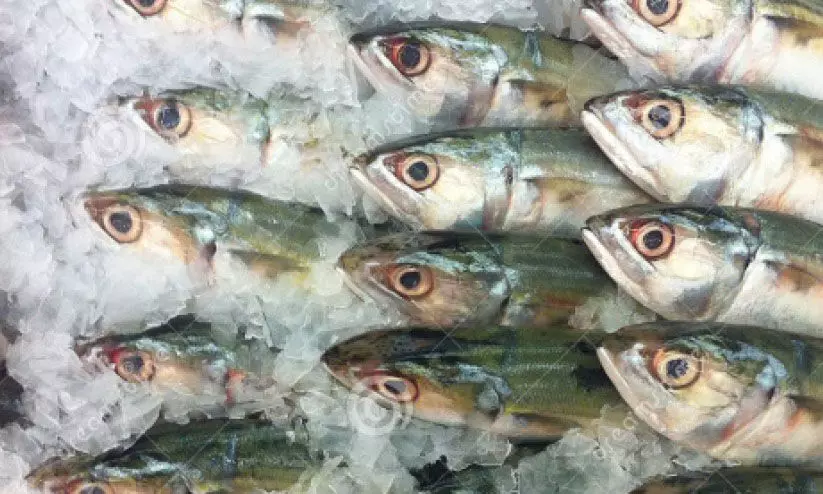 കുമരകത്ത് പഴകിയ മത്സ്യം പിടിച്ചു