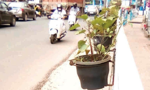 ബത്തേരിയിൽ പൂച്ചെടി വിവാദം; ടൗണിൽ പൂച്ചെടികൾ സ്ഥാപിക്കാൻ സ്വകാര്യ നഴ്സറിക്കാണ്​ കരാർ നൽകിയത്​