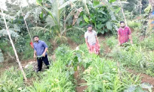 കൃഷിയിൽ വിജയം കൊയ്​ത്​ പ്രവാസി സുഹൃത്തുക്കൾ