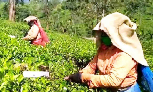 തേയിലക്ക് വിലവർധന; തൊഴിലാളികൾക്ക് ദുരിതം മാത്രം