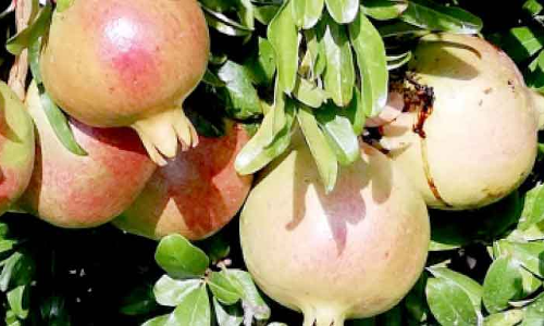 പ​ച്ച മ​ല​യി​ൽ ഇ​നി മാ​ത​ള​ക്കാ​ലം