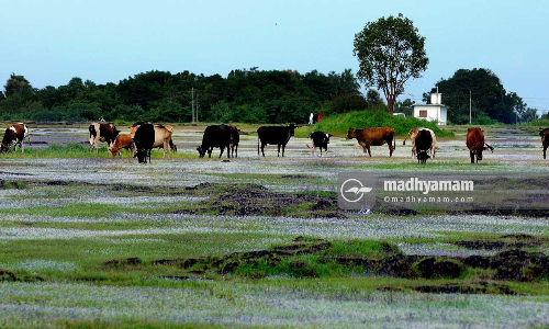 ഗോക്കൾ വാഴും......