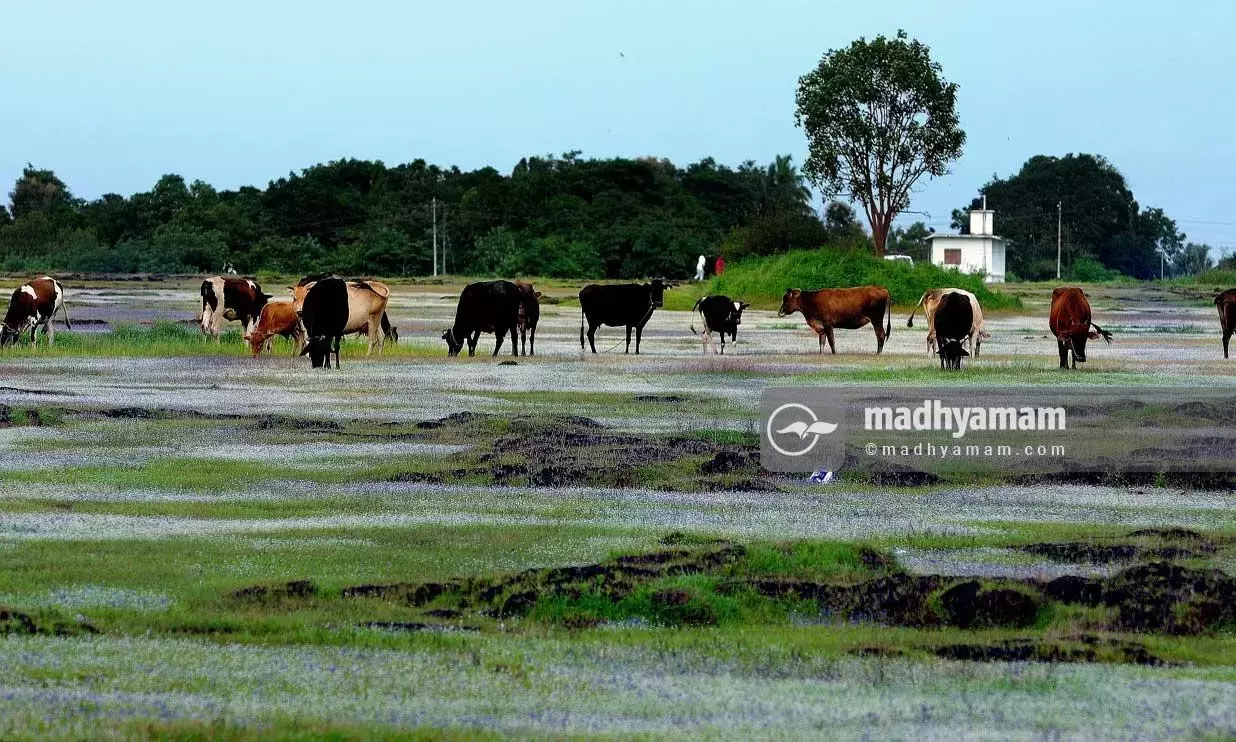 ഗോക്കൾ വാഴും......