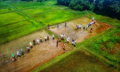 തൃക്കരിപ്പൂർ ഇനി തരിശുരഹിത പഞ്ചായത്ത്