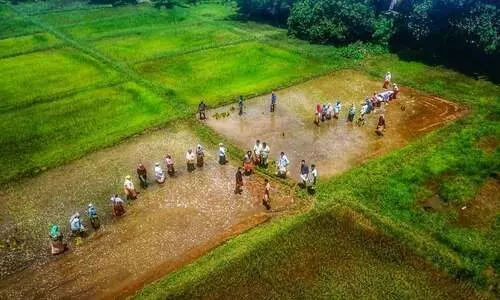 തൃക്കരിപ്പൂർ ഇനി തരിശുരഹിത പഞ്ചായത്ത്