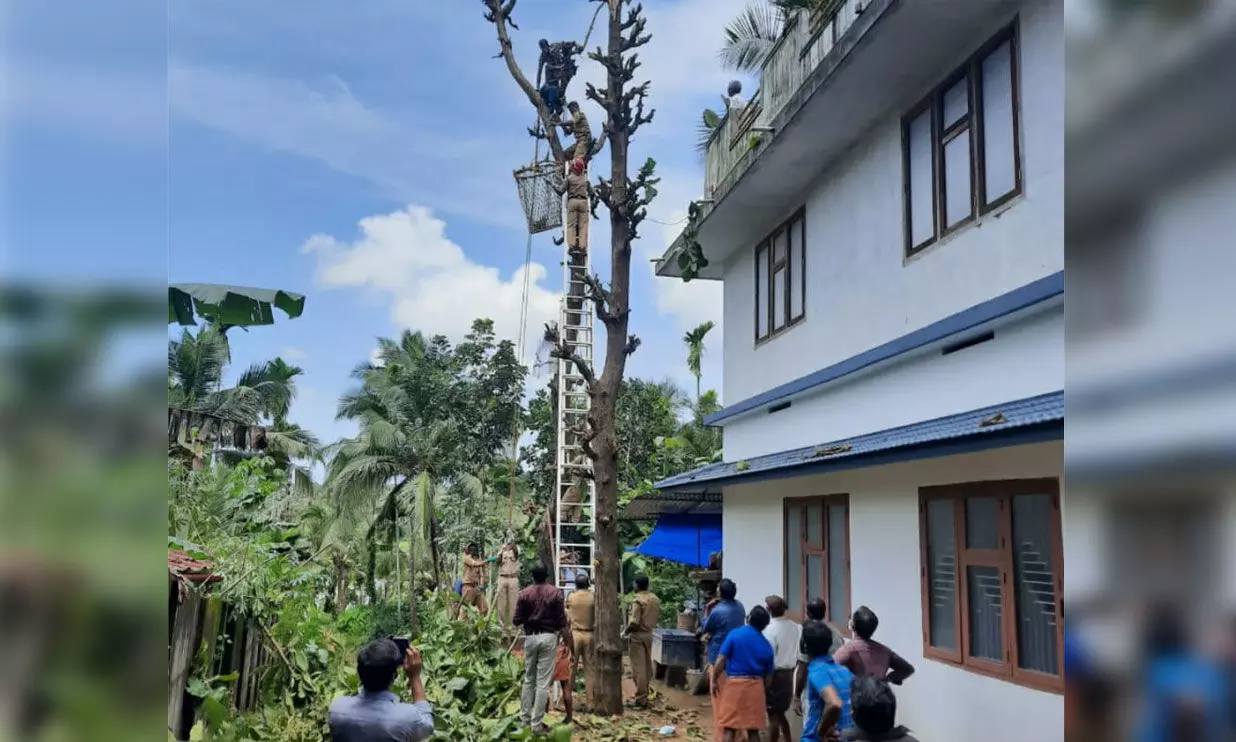 മരച്ചില്ല വെട്ടുന്നതിനിടെ കൈമുറിഞ്ഞു; 40 അടി ഉയരത്തിൽ കുടുങ്ങിയ തൊഴിലാളിയെ സാഹസികമായി രക്ഷിച്ചു