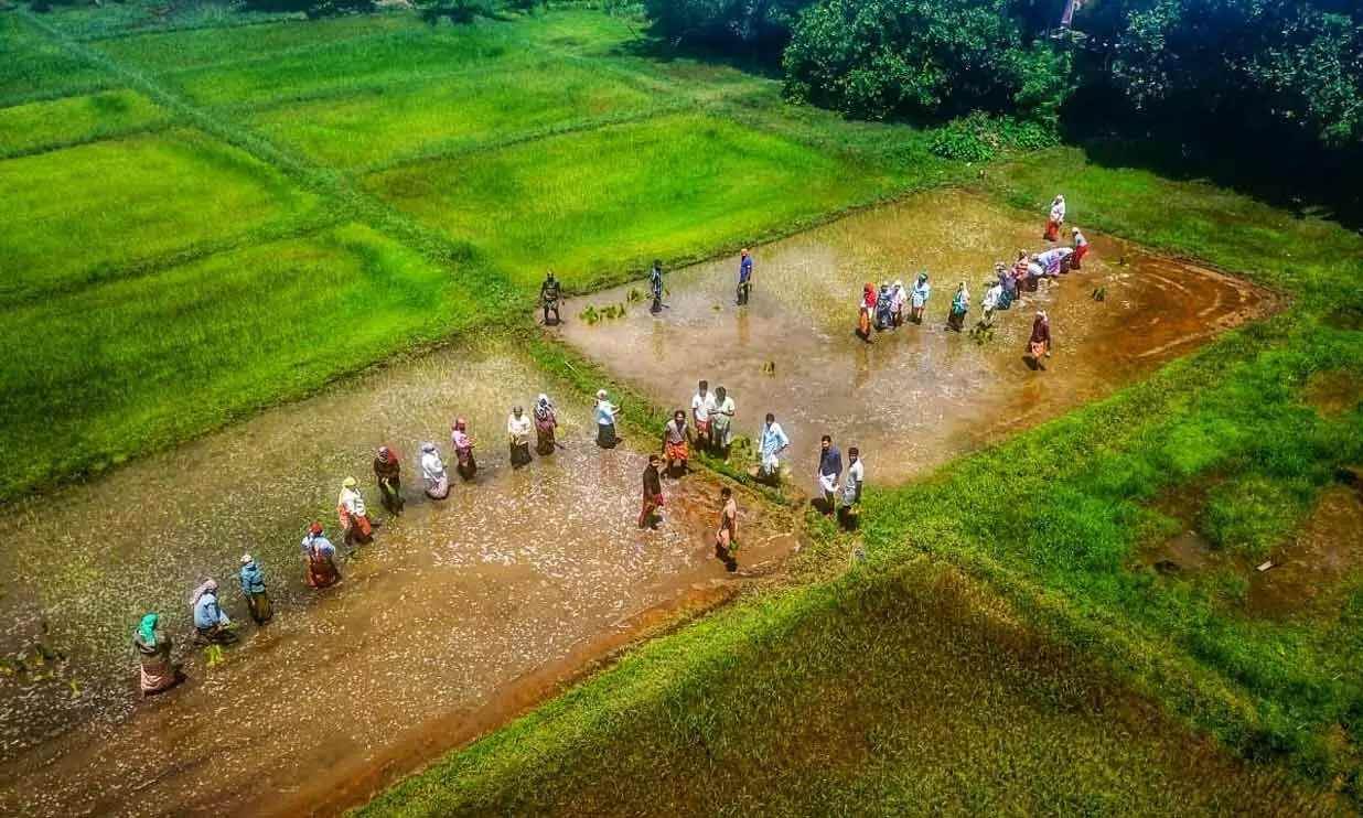 തൃക്കരിപ്പൂർ ഇനി തരിശുരഹിത പഞ്ചായത്ത്