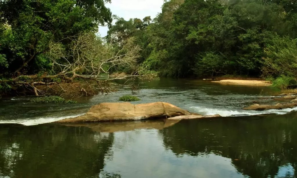 കുളത്തൂപ്പുഴ ശംഖിലിവനത്തിൽ ഉരുൾപൊട്ടി കുളത്തൂപ്പുഴ ശംഖിലിവനത്തിൽ ഉരുൾപൊട്ടി