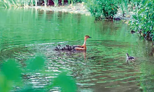 ലെസ്സർ വിസിലിങ്​ താറാവ്