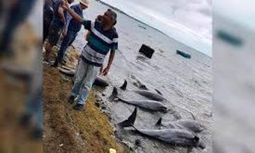 മൗറീഷ്യസ്​ എണ്ണക്കപ്പൽ ദുരന്തം: തീരത്ത്​ കൂട്ടത്തോടെ ചത്തടിഞ്ഞ്​ ഡോൾഫിനുകൾ