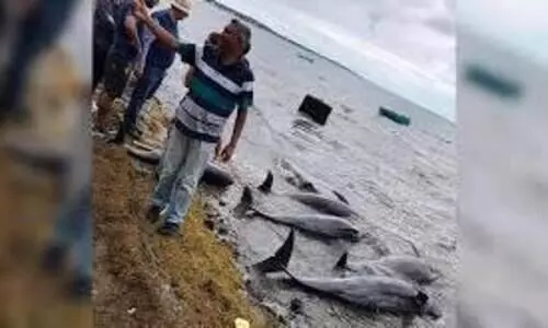 മൗറീഷ്യസ്​ എണ്ണക്കപ്പൽ ദുരന്തം: തീരത്ത്​ കൂട്ടത്തോടെ ചത്തടിഞ്ഞ്​ ഡോൾഫിനുകൾ