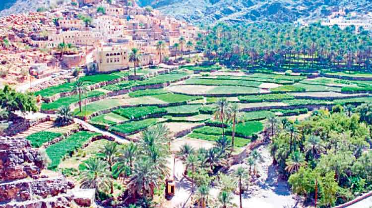 ഒമാനിൽ കൃഷിഭൂമി വർധിക്കുന്നു ഒമാനിൽ കൃഷിഭൂമി വർധിക്കുന്നു