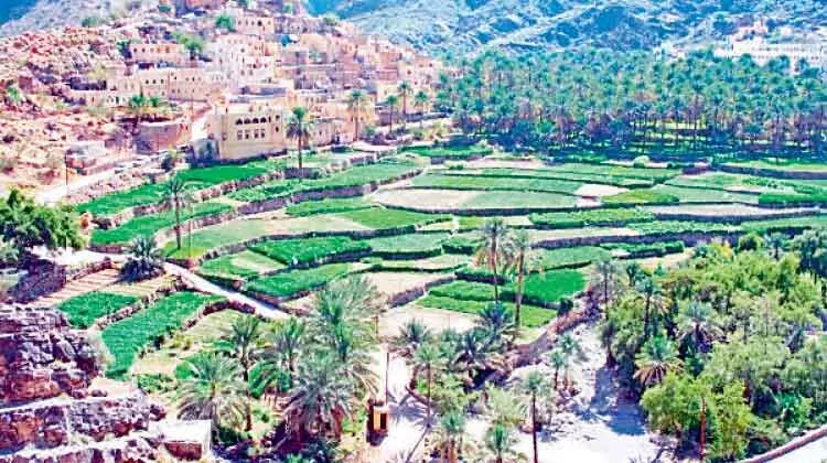 ഒമാനിൽ കൃഷിഭൂമി വർധിക്കുന്നു