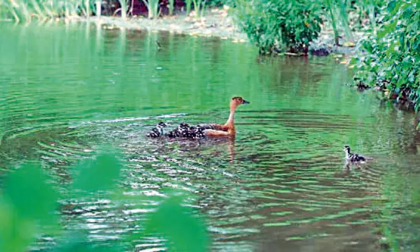 ലെസ്സർ വിസിലിങ്​ താറാവ്