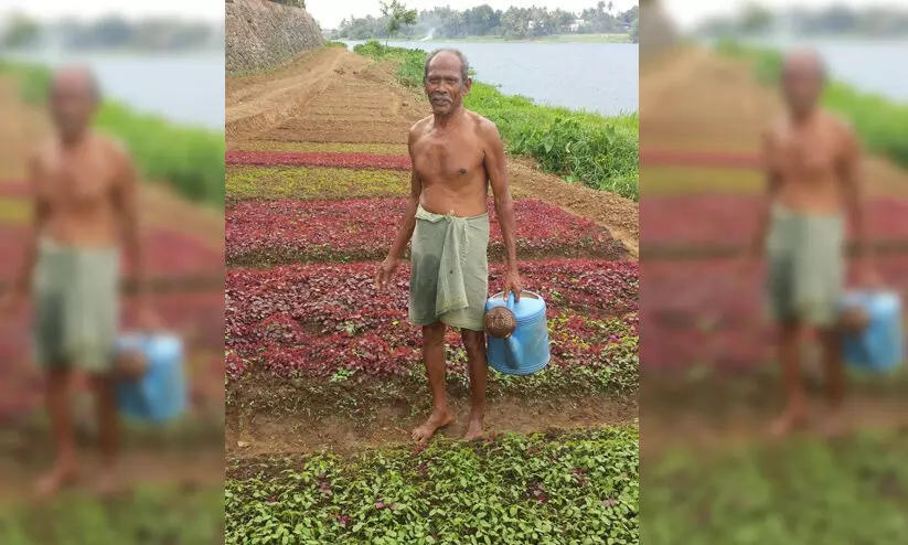 പെരിയാർ തീരം പച്ചക്കറി തോട്ടമാക്കിയ കർഷകൻ; ഖാദർ കുട്ടിക്ക് സ്വപ്‌നഭൂമിയാണ് കൃഷിയിടം