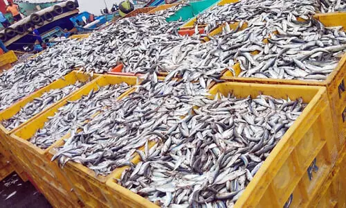 ബേപ്പൂർ ഹാർബറിൽ ചെറുമീനുകൾ പിടിച്ചെടുത്തു