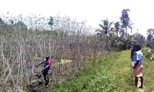 അയിത്തുമുണ്ടകത്തിലെ കർഷകർക്കിത് കണ്ണീരോണം