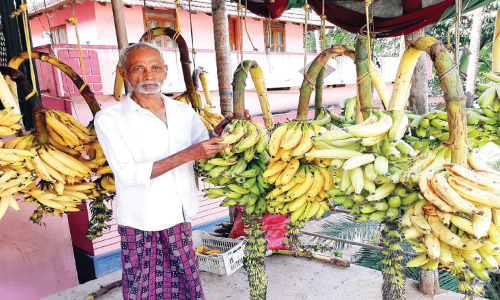 കാഴ്​ചക്കുലകളിൽ ഓണപ്പൊലിമയുടെ വർണവിസ്മയം തീർത്ത്​ വാഴക്കോട്