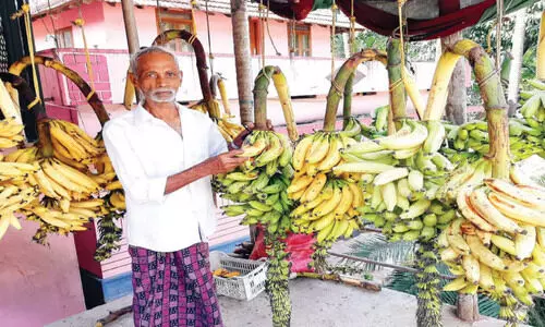 കാഴ്​ചക്കുലകളിൽ ഓണപ്പൊലിമയുടെ വർണവിസ്മയം തീർത്ത്​ വാഴക്കോട്