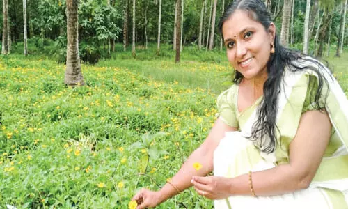 ലിനി ടീച്ചറുടെ നാടൻ പൂക്കൾക്ക് പ്രിയമേറെ ലിനി ടീച്ചറുടെ നാടൻ പൂക്കൾക്ക് പ്രിയമേറെ