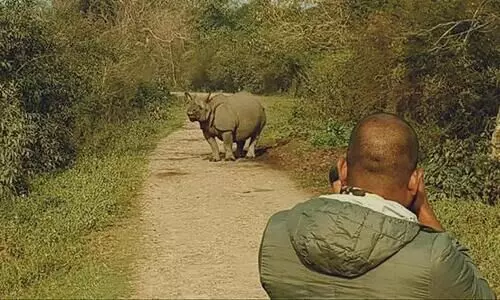 kaziranga rhino