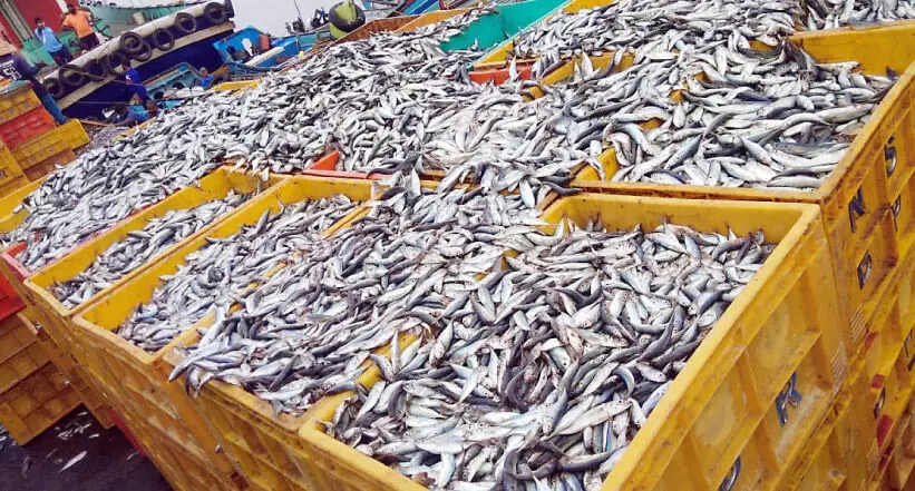 ബേപ്പൂർ ഹാർബറിൽ ചെറുമീനുകൾ പിടിച്ചെടുത്തു