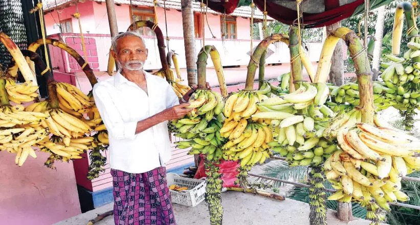 കാഴ്​ചക്കുലകളിൽ ഓണപ്പൊലിമയുടെ വർണവിസ്മയം തീർത്ത്​ വാഴക്കോട്