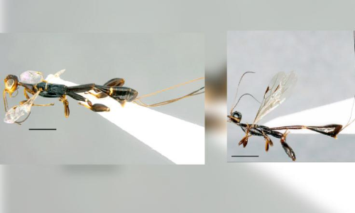 ഇതാ, പുതിയ പരാദ കടന്നലുകൾ