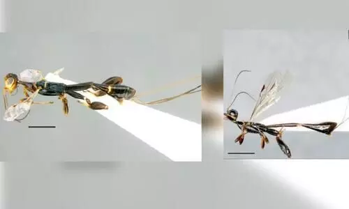 ഇതാ, പുതിയ പരാദ കടന്നലുകൾ