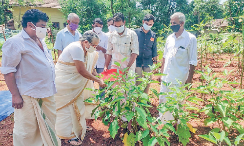 സ്​പീക്കറുടെ തറവാട്​ വീട്ടുവളപ്പിൽ മോണിങ്​ ഫാം കൃഷി വിളവെടുത്തു