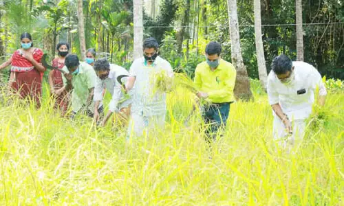 മുക്കത്തെ കർഷക കൂട്ടായ്മ കരനെൽ കൃഷിയിൽ നൂറുമേനി