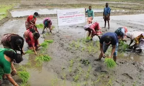 ബാവലിയില്‍ 15 ഏക്കര്‍ നെല്‍കൃഷി