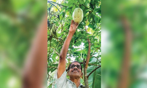 ആ​കാ​ശ് വെ​ള്ള​രി വി​ള​ഞ്ഞു