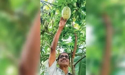 ആ​കാ​ശ് വെ​ള്ള​രി വി​ള​ഞ്ഞു