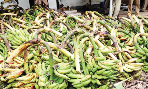 ചെങ്ങാലിക്കോടൻ നേന്ത്രക്കുലകൾക്ക്​ ആവശ്യക്കാരേറെ