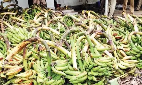 ചെങ്ങാലിക്കോടൻ നേന്ത്രക്കുലകൾക്ക്​ ആവശ്യക്കാരേറെ