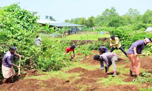 കരിവെള്ളൂരിൽ തളിർക്കും തൊഴിലുറപ്പി‍െൻറ മിയാവാക്കി വനം