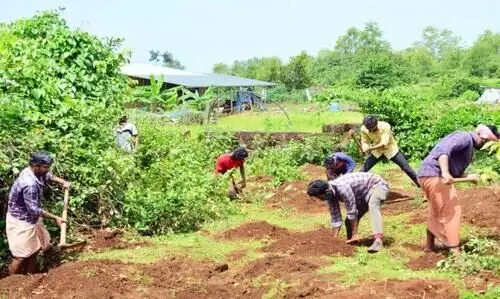 കരിവെള്ളൂരിൽ തളിർക്കും തൊഴിലുറപ്പി‍െൻറ മിയാവാക്കി വനം