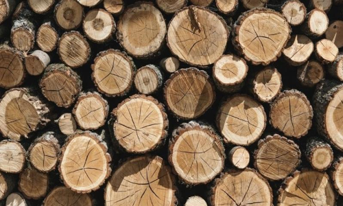 വീട്ടുമുറ്റത്തുനിന്ന കോടികള്‍ വിലമതിക്കുന്ന ചന്ദനം മോഷ്​ടിച്ചു