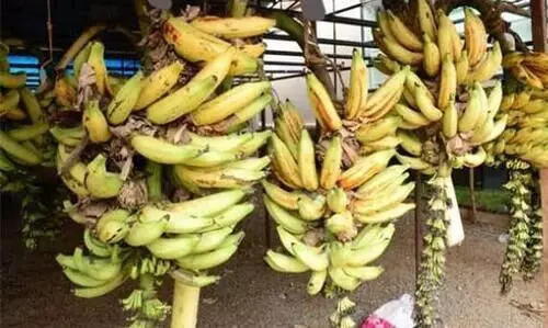 വില കൂടിയപ്പോള്‍ വിളവില്ല; നിരാശയിൽ‌ നേന്ത്രവാഴക്കർഷകർ