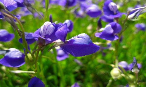 ഓ​ണം ഒരു ഓമനക്കിനാവാണ്