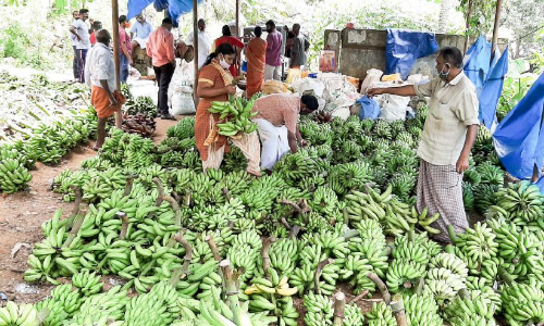 ഓണം ഉണർവിൽ കാർഷികവിപണി