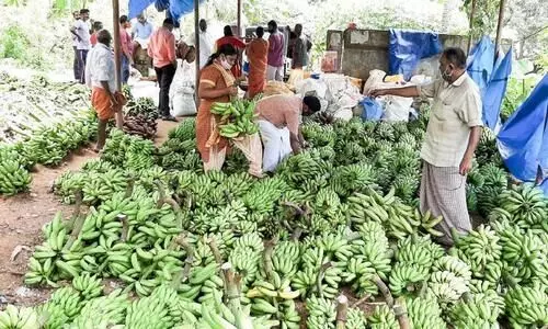 ഓണം ഉണർവിൽ കാർഷികവിപണി