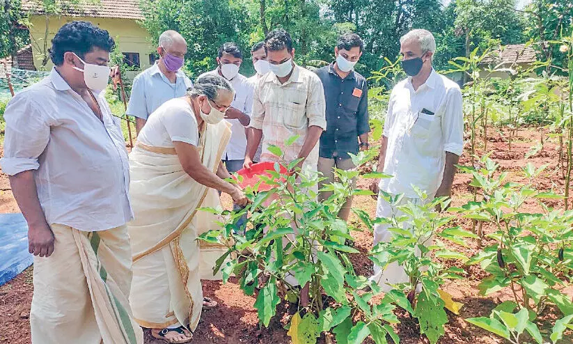 സ്പീക്കറുടെ തറവാട് വീട്ടുവളപ്പിൽ മോണിങ് ഫാം കൃഷി വിളവെടുത്തു സ്പീക്കറുടെ തറവാട് വീട്ടുവളപ്പിൽ മോണിങ് ഫാം കൃഷി വിളവെടുത്തു