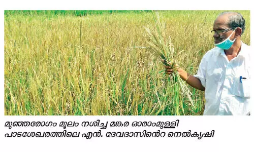 മ​ങ്ക​ര​യി​ൽ മുഞ്ഞ​ബാ​ധ വ്യാ​പ​കം, ഏ​ക്ക​ർ ക​ണ​ക്കി​ന്​ നെ​ൽ​കൃ​ഷി നാ​ശ​ത്തി​ൽ