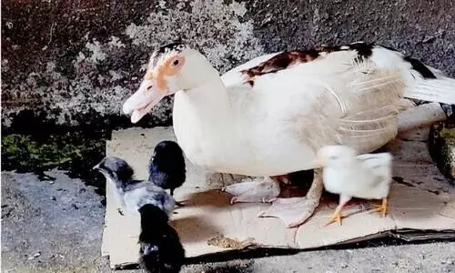 കോഴിമുട്ടക്ക് അടയിരുന്ന്​ താറാവ് നാല്​ കോഴിക്കുഞ്ഞുങ്ങളെ വിരിയിച്ചു