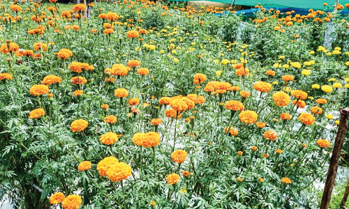 വീട്ടുമുറ്റത്ത്​ വർണം വിരിയിച്ച്​ ചെണ്ടുമല്ലി ​േതാട്ടം