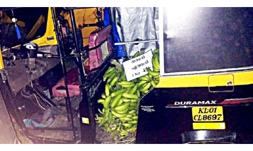 വാഴക്കുല മോഷ്​ടാവ് പിടിയില്‍