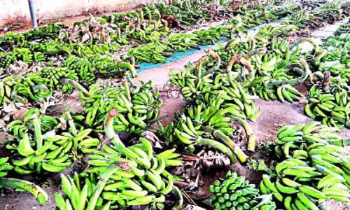 ഓണത്തിന് പ്രിയം നാടൻ വിഭവങ്ങൾക്ക് ഓണത്തിന് പ്രിയം നാടൻ വിഭവങ്ങൾക്ക്