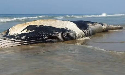 ഭീമൻ തിമിംഗല സ്രാവ് കരക്കടിഞ്ഞു